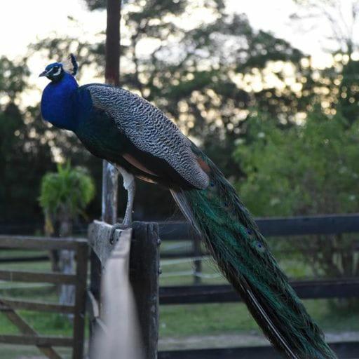 Vila Finca La Pasionaria - Conectandonos Belén de Escobar Exteriér fotografie